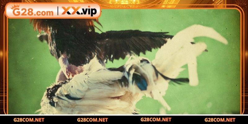 Các bước luyện tập giúp nuôi gà đòn đạt phong độ cao