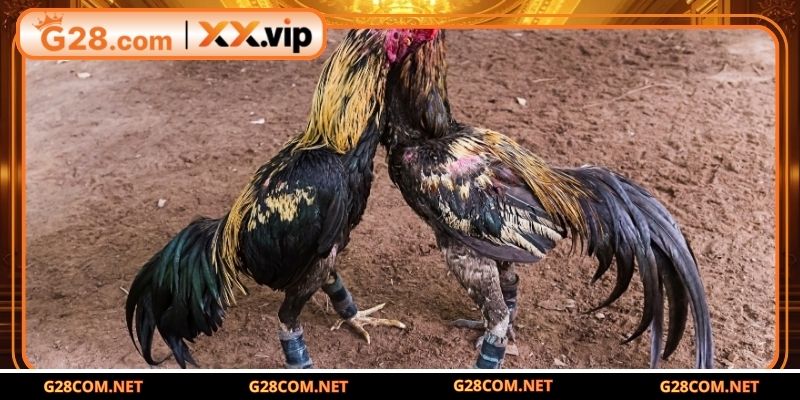 Giới thiệu luật chơi đá gà cựa sắt miền tây