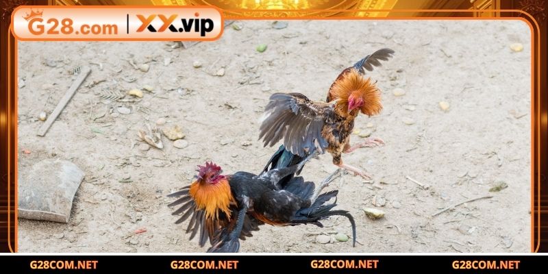 Luật chơi quy định rõ về loại cựa sử dụng