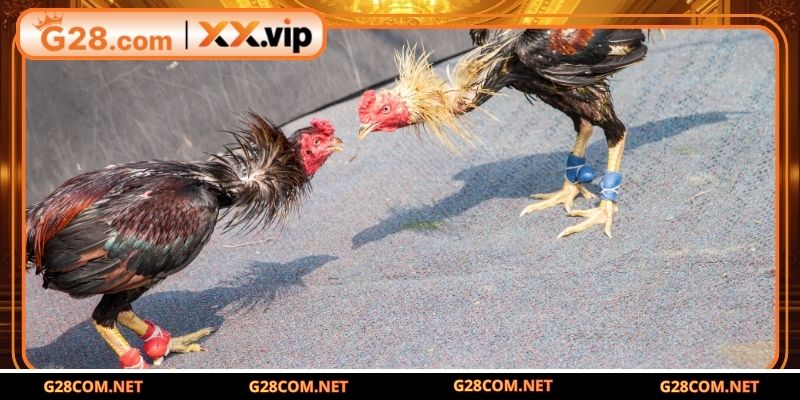 Tổng hợp các dị tướng linh kê